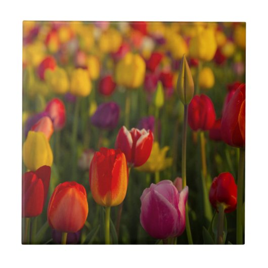 Tulpen, Tulip Festival, Woodburn, Oregon, Verenigd Tegeltje (Voorkant)