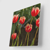 Tulpen, Tulip Festival, Woodburn, Oregon, Verenigd Vierkante Klok (Hoek)