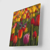 Tulpen, Tulip Festival, Woodburn, Oregon, Verenigd Vierkante Klok (Hoek)