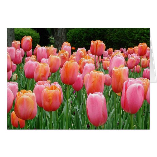 Tulpen, tulpen, tulpen (Voorkant Horizontaal)