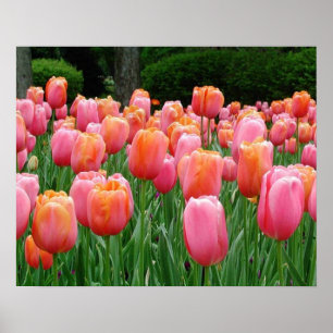 Tulpen, tulpen, tulpen poster