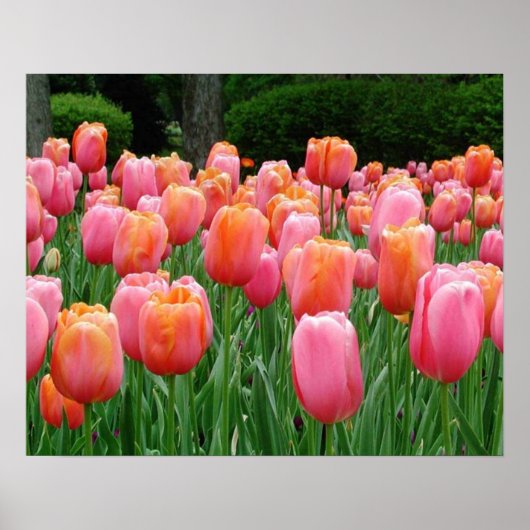 Tulpen, tulpen, tulpen poster (Voorkant)