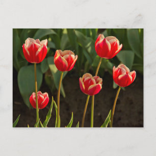 Tulpen, Tulpenfestival, Woodburn, Oregon, VS 1 Briefkaart