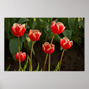 Tulpen, Tulpenfestival, Woodburn, Oregon, VS 1 Poster
