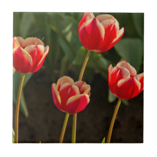 Tulpen, Tulpenfestival, Woodburn, Oregon, VS 1 Tegeltje