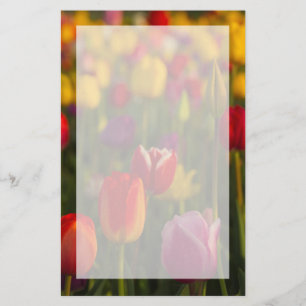 Tulpen, Tulpenfestival, Woodburn, Oregon, VS 2 Briefpapier