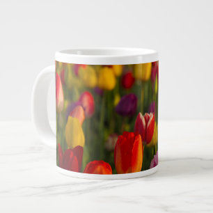 Tulpen, Tulpenfestival, Woodburn, Oregon, VS 2 Grote Koffiekop