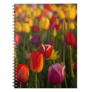 Tulpen, Tulpenfestival, Woodburn, Oregon, VS 2 Notitieboek