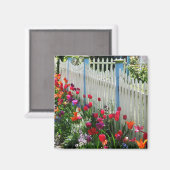 tulpen tuptuinwitte omheining Cape May NJ foto Magneet (Voorkant / Achterkant)