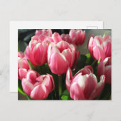 Tulpen uit Amsterdam 2 Briefkaart (Voorkant / Achterkant)