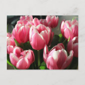 Tulpen uit Amsterdam 2 Briefkaart (Voorkant)