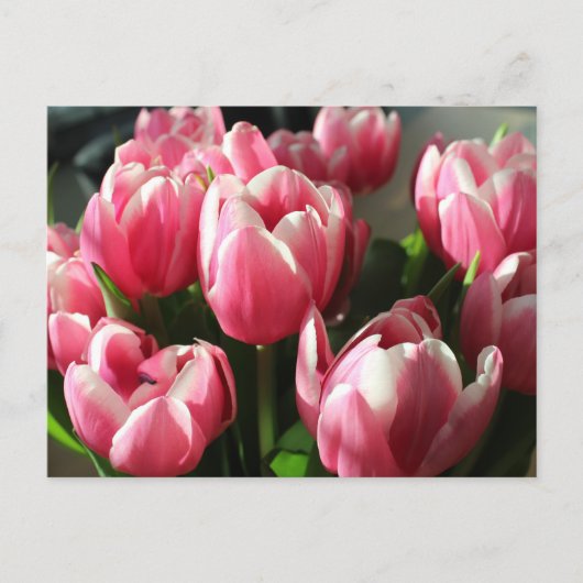 Tulpen uit Amsterdam 2 Briefkaart (Voorkant)