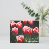 Tulpen uit Amsterdam Briefkaart (Staand voorkant)