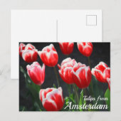 Tulpen uit Amsterdam Briefkaart (Voorkant / Achterkant)