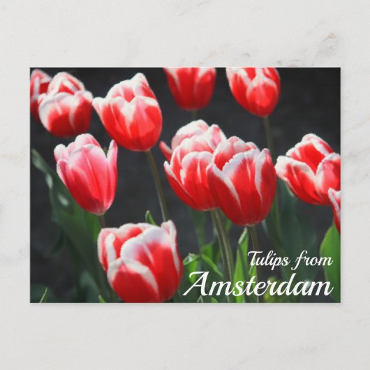 Tulpen uit Amsterdam Briefkaart (Voorkant)