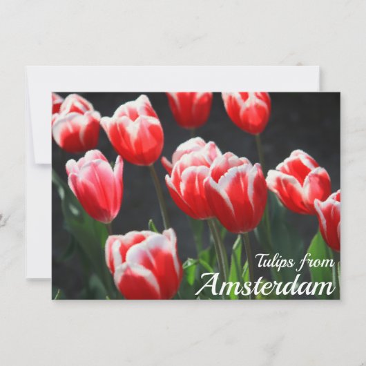 Tulpen uit Amsterdam Kaart (Voorkant)