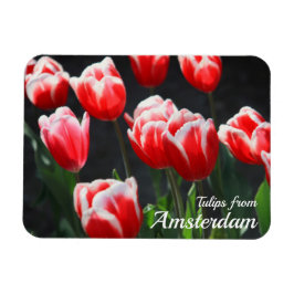 Tulpen uit Amsterdam Magneet