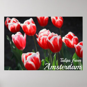 Tulpen uit Amsterdam Poster