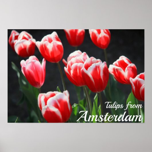 Tulpen uit Amsterdam Poster (Voorkant)