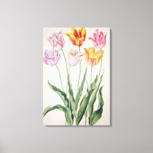Tulpen uit de "Nassau Florilegium" (m/v op papier) Canvas Afdruk