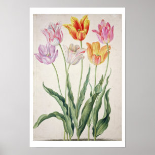 Tulpen uit de "Nassau Florilegium" (m/v op papier) Poster