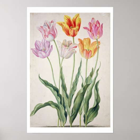 Tulpen uit de "Nassau Florilegium" (m/v op papier) Poster (Voorkant)