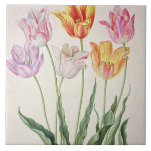 Tulpen uit de "Nassau Florilegium" (m/v op papier) Tegeltje