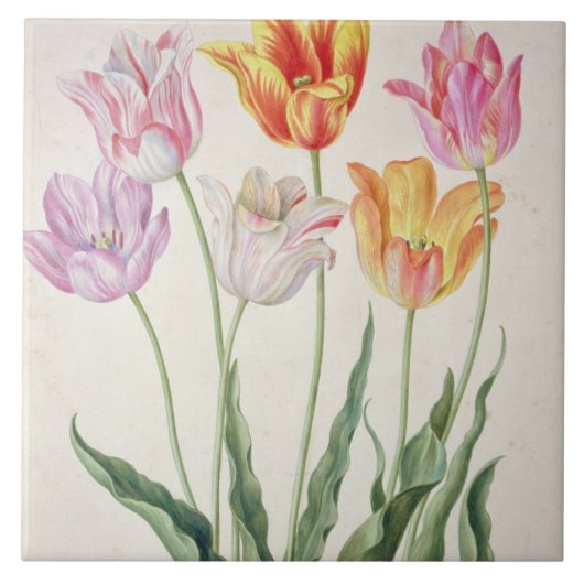 Tulpen uit de "Nassau Florilegium" (m/v op papier) Tegeltje (Voorkant)