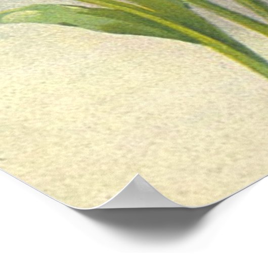 Tulpen van Catherine Klein Poster (Hoek)