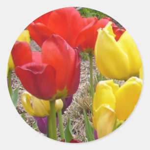 Tulpen van de Sticker van de zomer