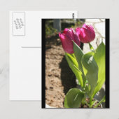 Tulpen van moeder briefkaart (Voorkant / Achterkant)