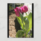 Tulpen van moeder briefkaart (Voorkant)
