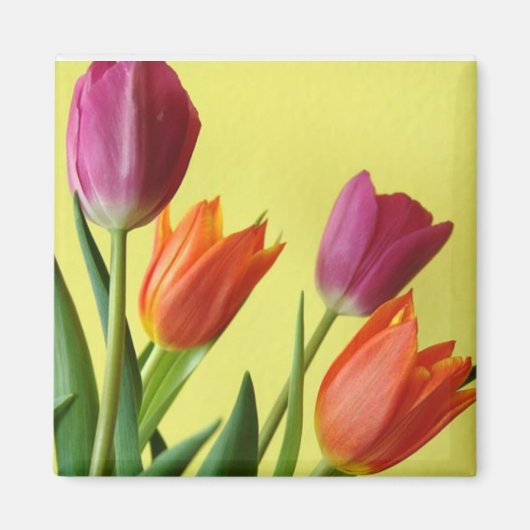 Tulpen van Paars en kraan Magneet (Voorkant)