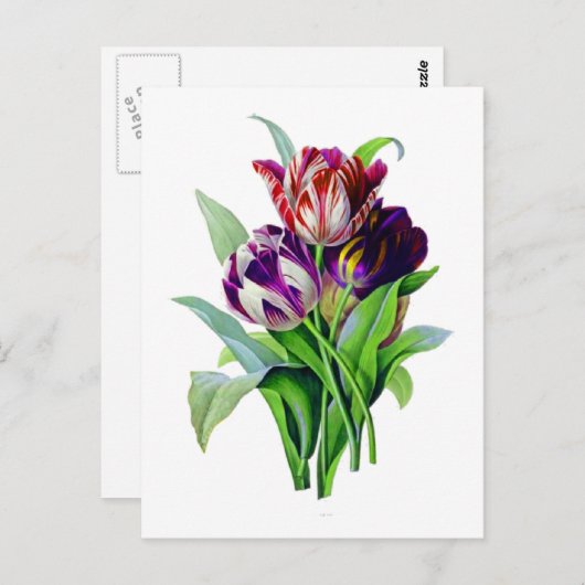 Tulpen van Pierre Joseph Redoute Briefkaart (Voorkant / Achterkant)
