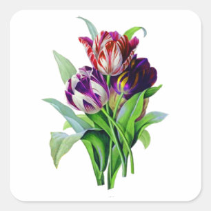 Tulpen van Pierre Joseph Redoute Vierkante Sticker