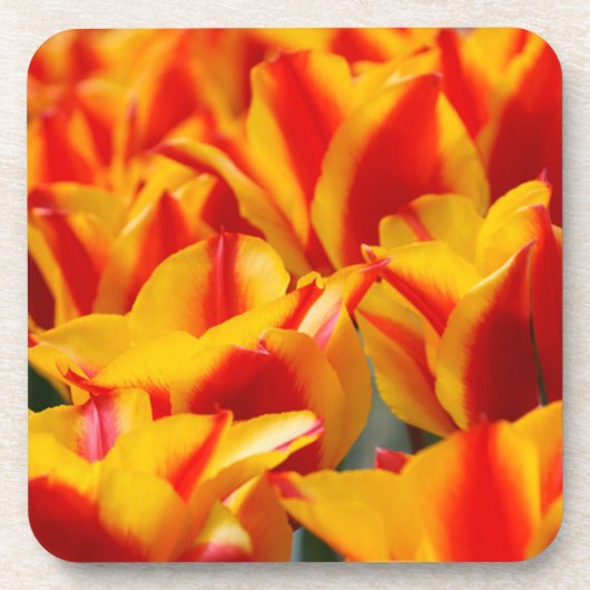 Tulpen van rood en geel onderzetter (Voorkant)