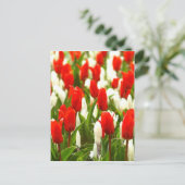 Tulpen van rood en wit briefkaart (Staand voorkant)