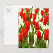 Tulpen van rood en wit briefkaart (Voorkant / Achterkant)