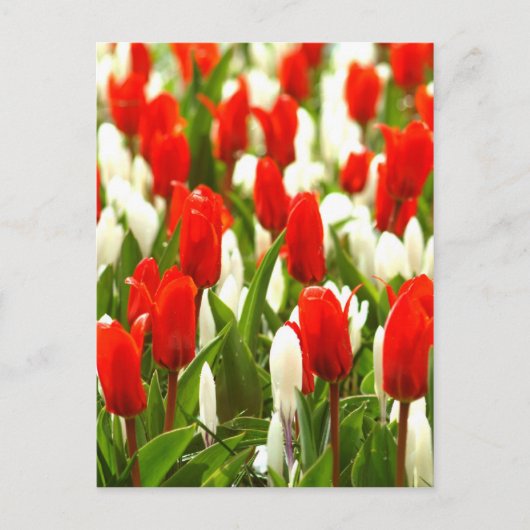 Tulpen van rood en wit briefkaart (Voorkant)