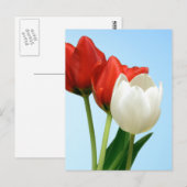 Tulpen van rood en wit briefkaart (Voorkant / Achterkant)