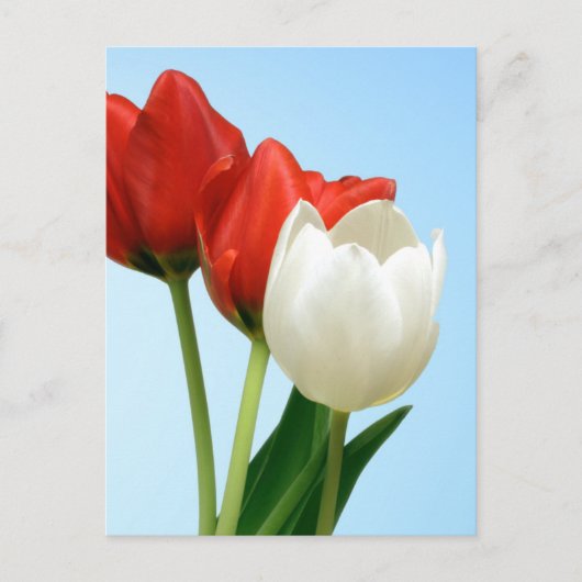Tulpen van rood en wit briefkaart (Voorkant)