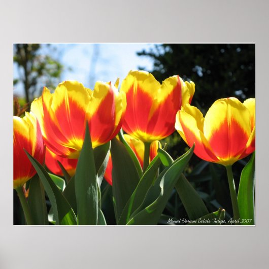 Tulpen van Vernon Estate monteren Poster (Voorkant)