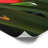 Tulpen van Vernon Estate monteren Poster (Hoek)