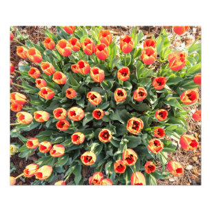 Tulpen vanaf de top bekeken foto afdruk