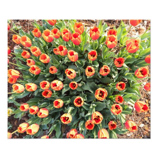 Tulpen vanaf de top bekeken foto afdruk (Voorkant)