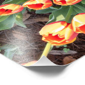 Tulpen vanaf de top bekeken foto afdruk (Hoek)