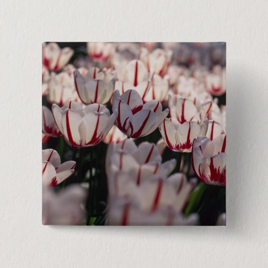 Tulpen Vierkante Button 5,1 Cm (Voorkant)