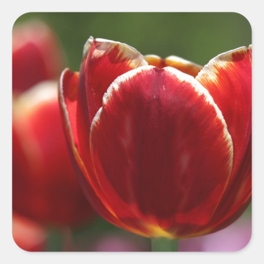 Tulpen Vierkante Sticker (Voorkant)