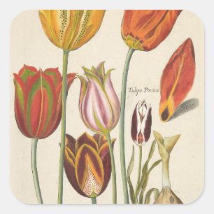 Tulpen Vierkante Sticker