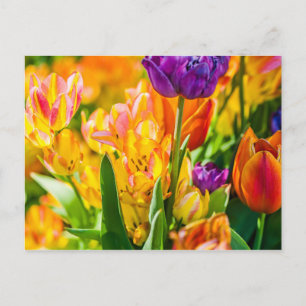 Tulpen voor 01 briefkaart